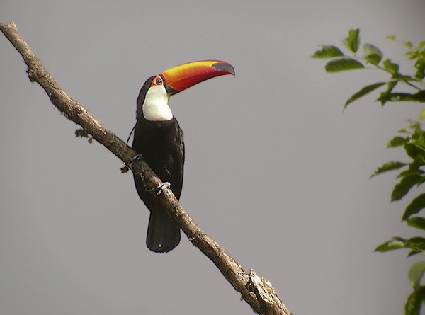 Toco Toucan - Lars Petersson | My World of Bird Photography