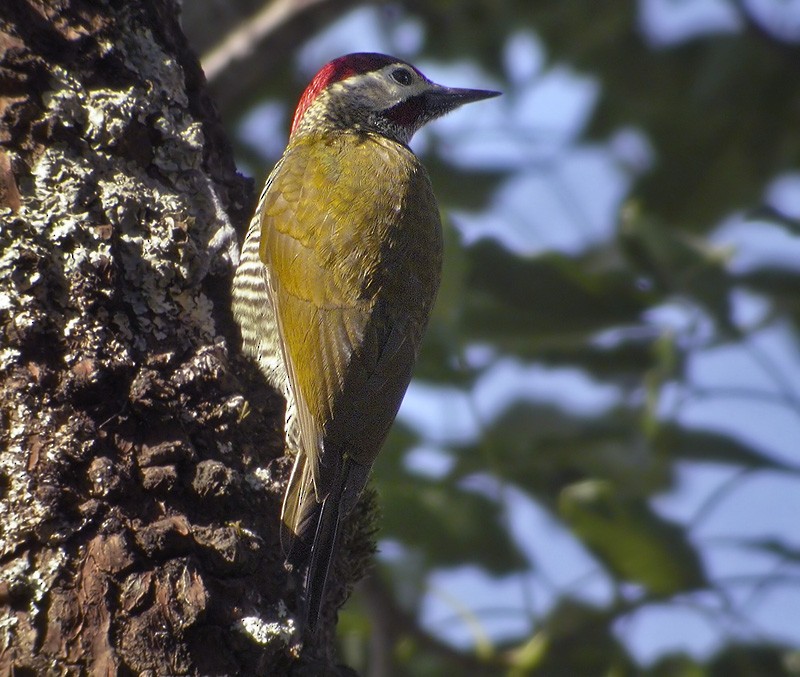 Golden-olive Woodpecker (Golden-olive) - Lars Petersson | My World of Bird Photography