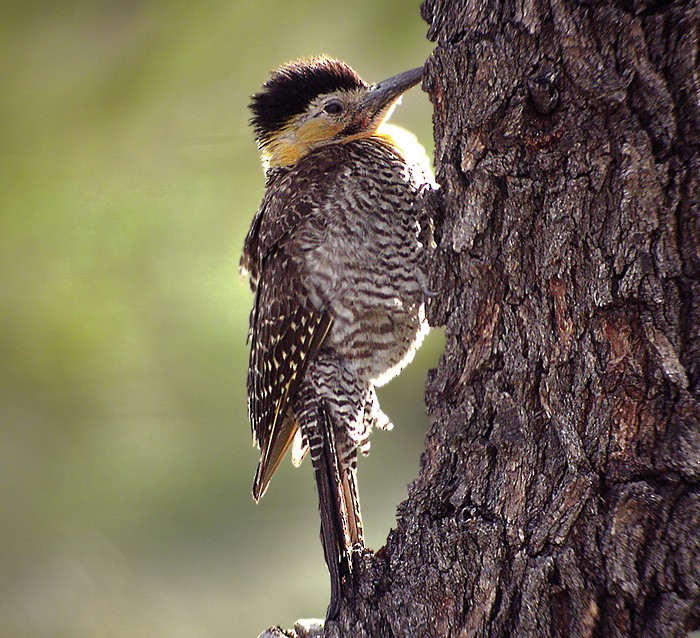 Campo Flicker (Campo) - Lars Petersson | My World of Bird Photography