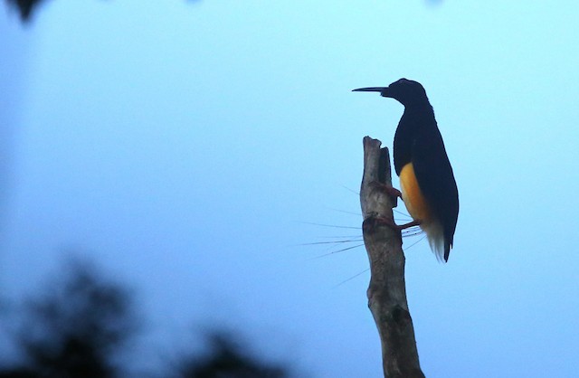 ジュウニセンフウチョウ Ebird