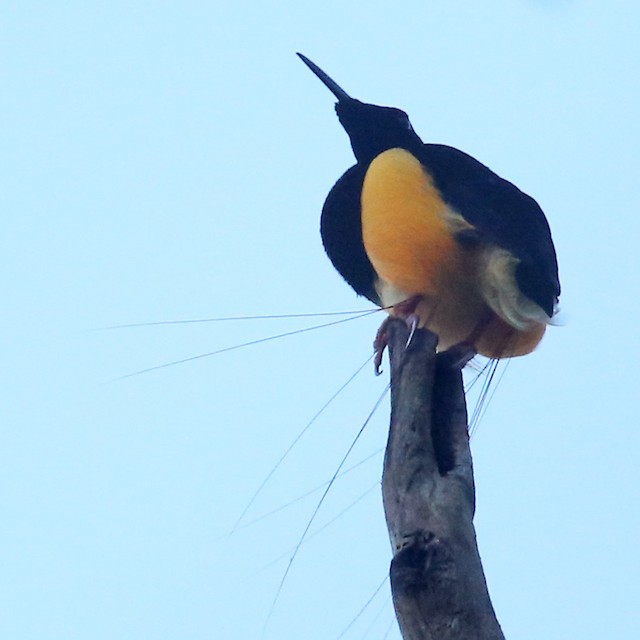 ジュウニセンフウチョウ Ebird