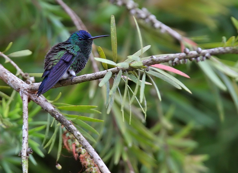 Indigo-capped Hummingbird - Lars Petersson | My World of Bird Photography
