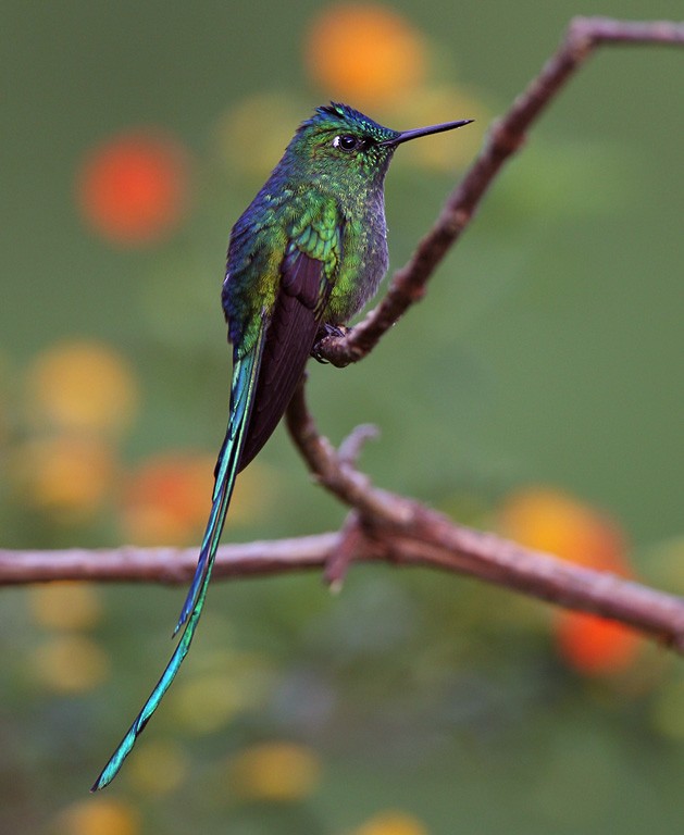 Long-tailed Sylph - Lars Petersson | My World of Bird Photography