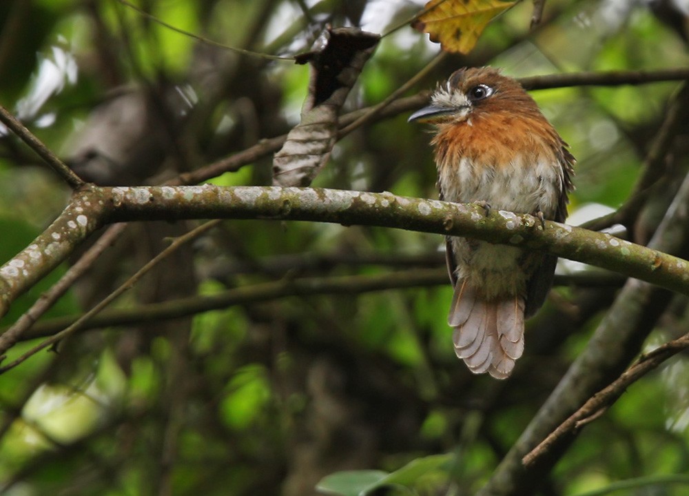 Moustached Puffbird - Lars Petersson | My World of Bird Photography