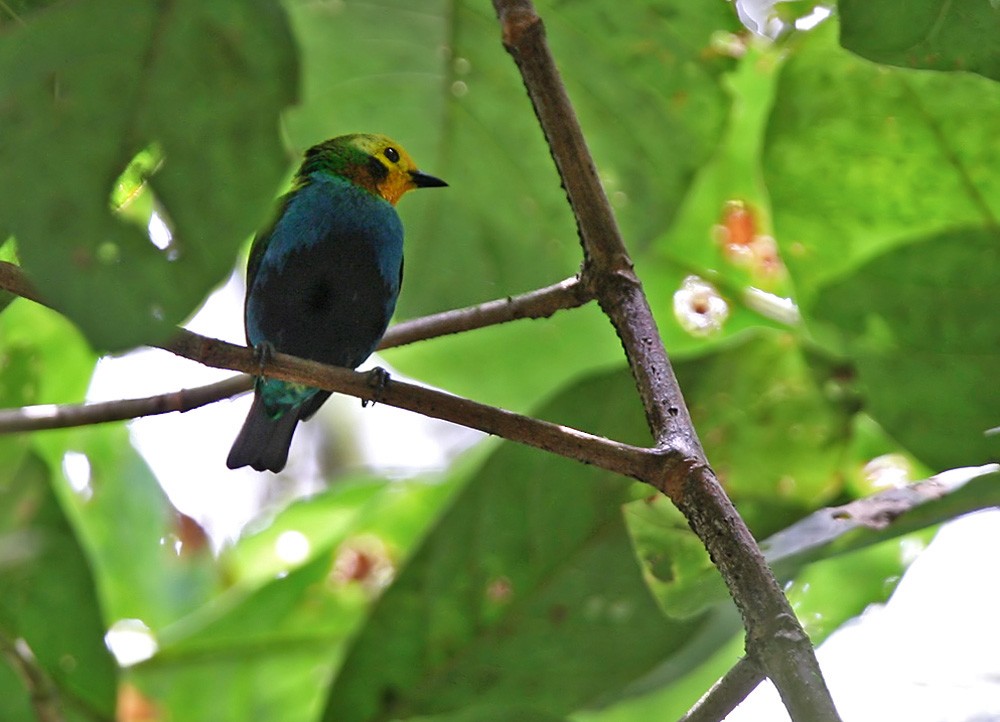 Multicolored Tanager - Lars Petersson | My World of Bird Photography