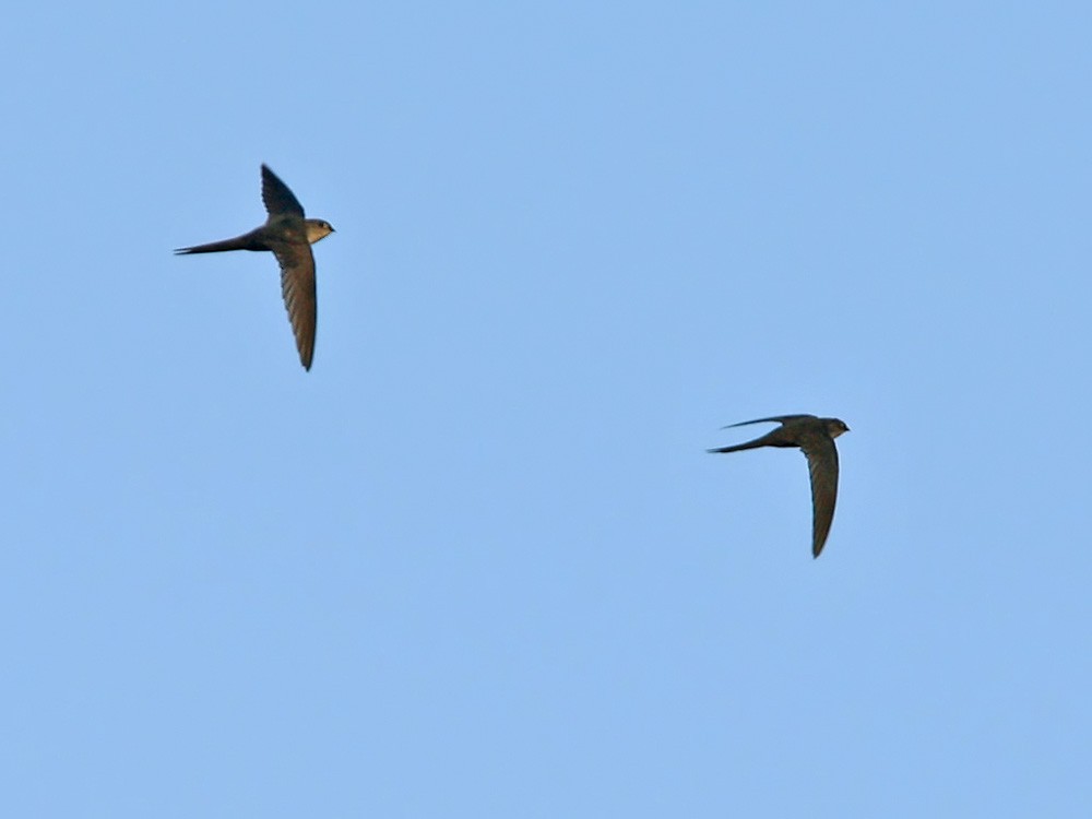 Fork-tailed Palm Swift - ML206038041
