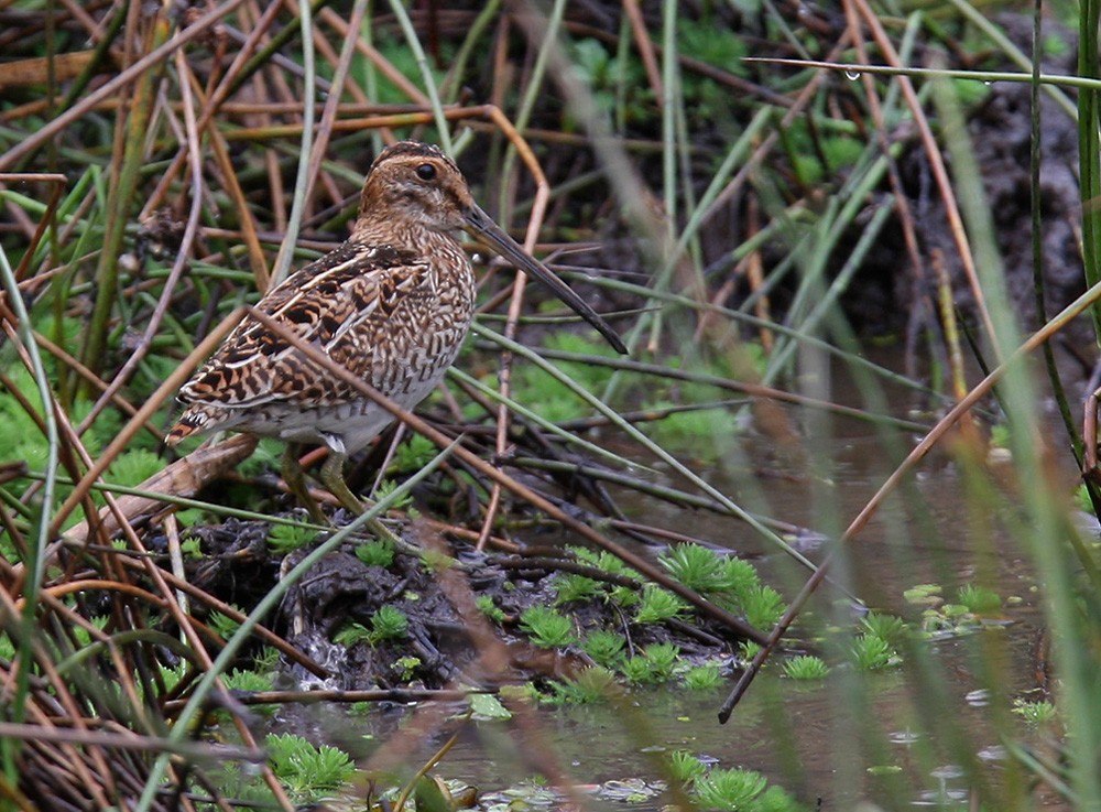 Noble Snipe - Lars Petersson | My World of Bird Photography