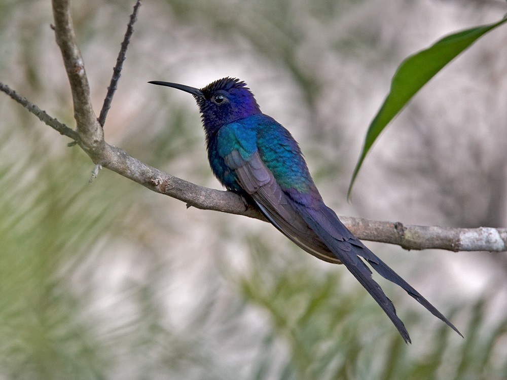 Swallow-tailed Hummingbird - Lars Petersson | My World of Bird Photography