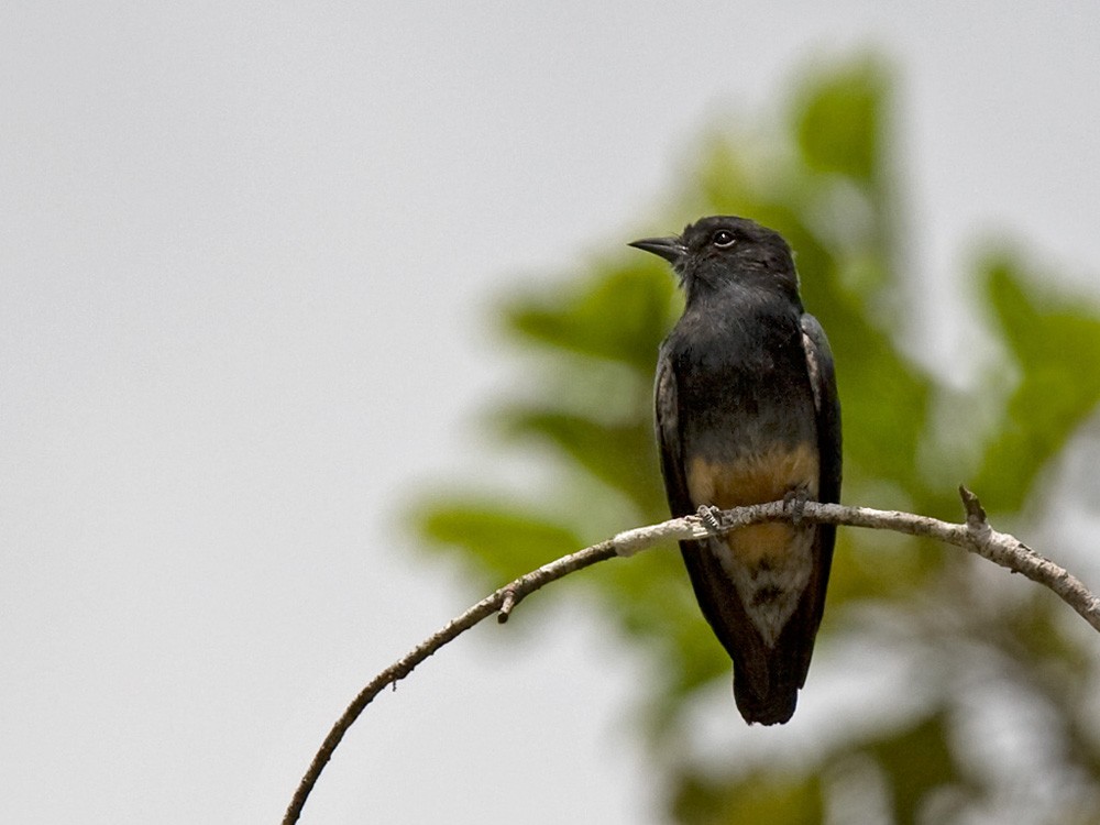 Swallow-winged Puffbird - Lars Petersson | My World of Bird Photography