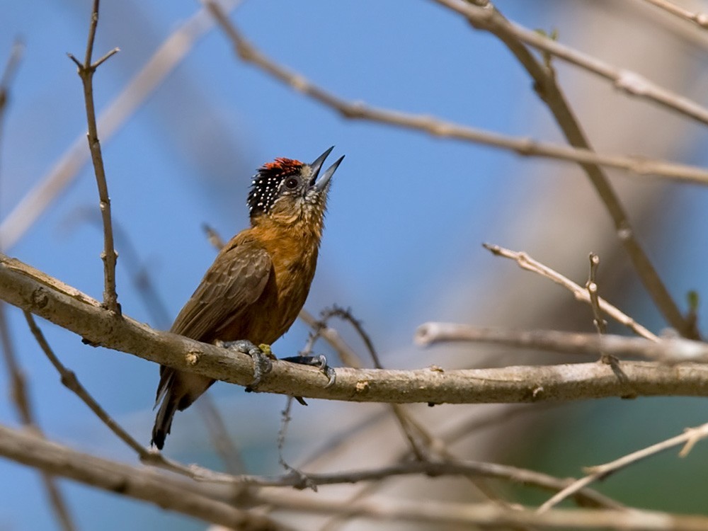 Ochraceous Piculet - Lars Petersson | My World of Bird Photography