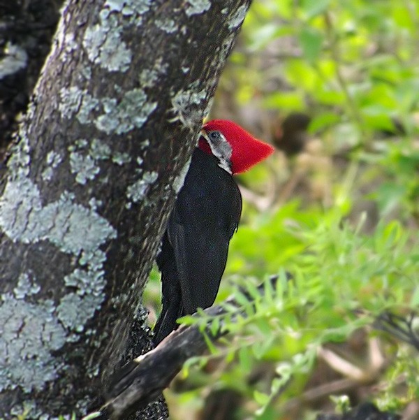 Black-bodied Woodpecker - ML206038341