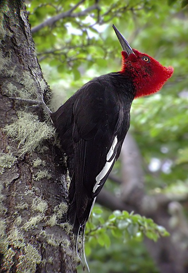 Magellanic Woodpecker - Lars Petersson | My World of Bird Photography