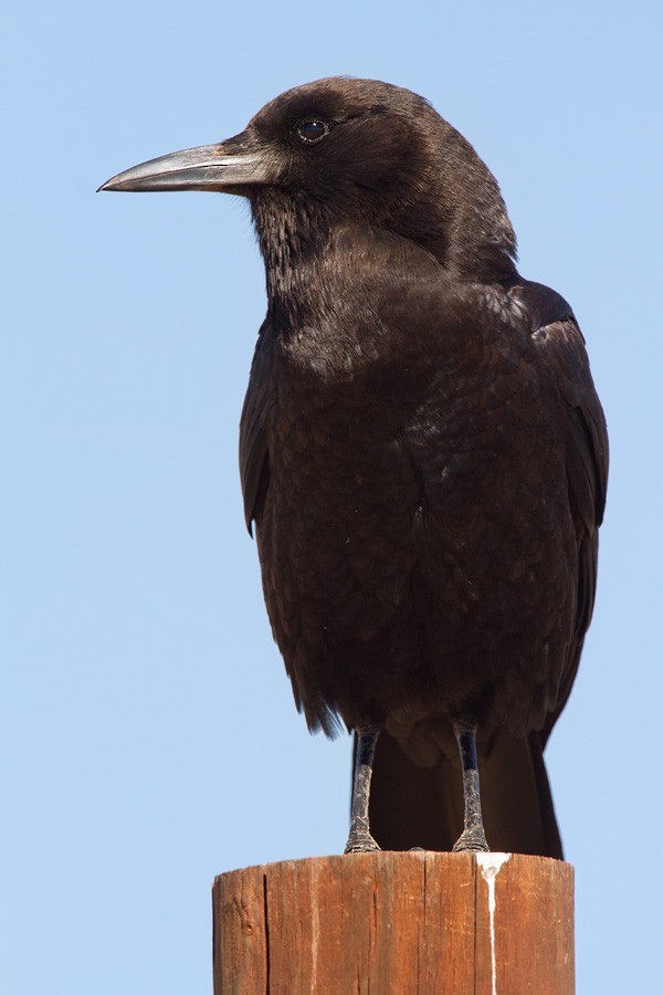 Cape Crow - Lars Petersson | My World of Bird Photography