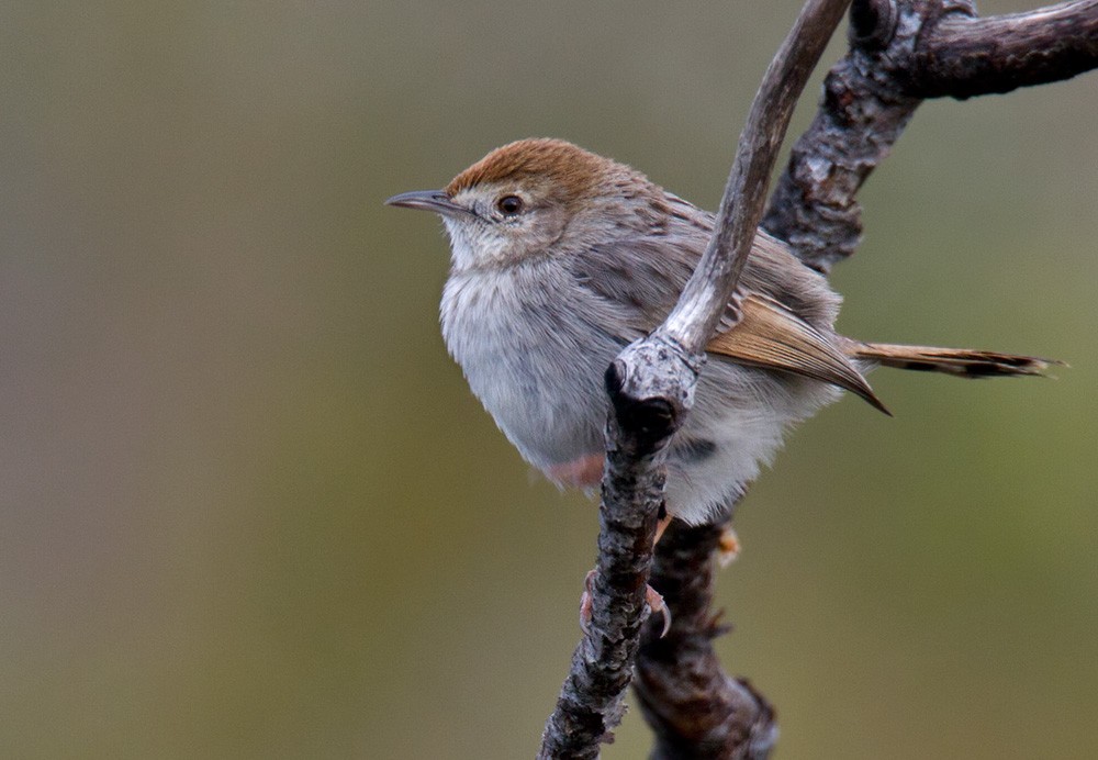 Red-headed Cisticola (Red-headed) - ML206038531
