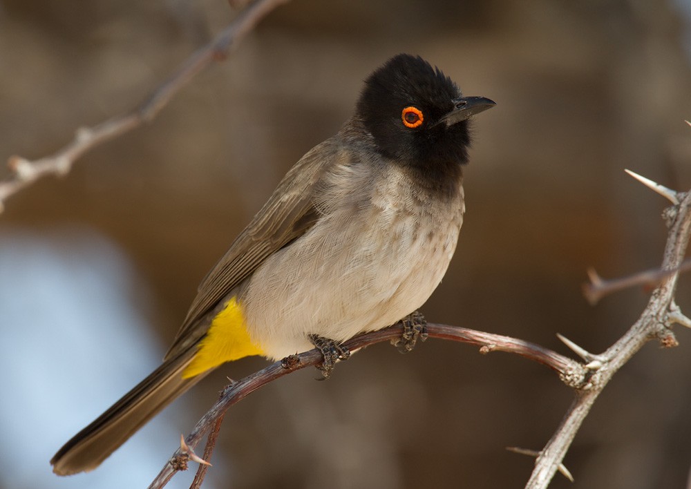 Black-fronted Bulbul - Lars Petersson | My World of Bird Photography