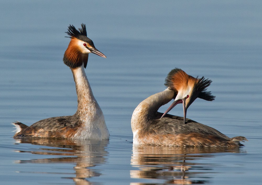 Great Crested Grebe - Lars Petersson | My World of Bird Photography