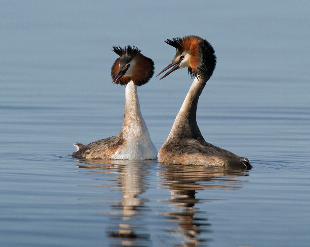 Great Crested Grebe - Lars Petersson | My World of Bird Photography