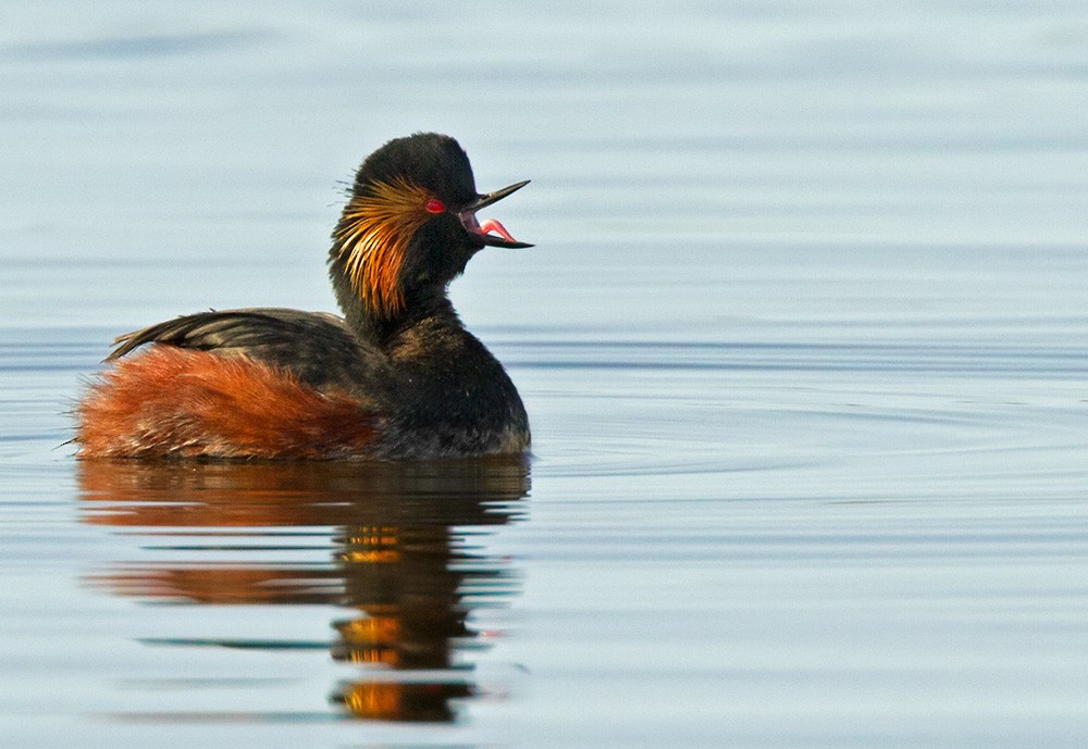 Eared Grebe - Lars Petersson | My World of Bird Photography
