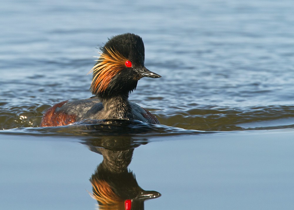 Eared Grebe - Lars Petersson | My World of Bird Photography