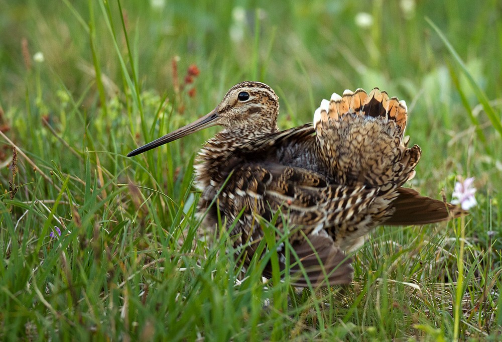 Great Snipe - Lars Petersson | My World of Bird Photography