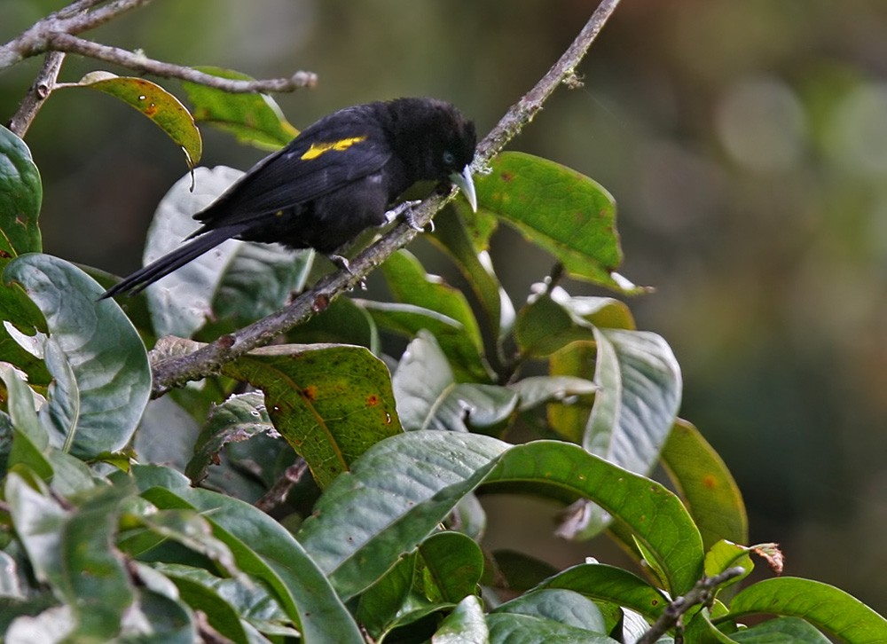 Mountain Cacique (Golden-shouldered) - Lars Petersson | My World of Bird Photography