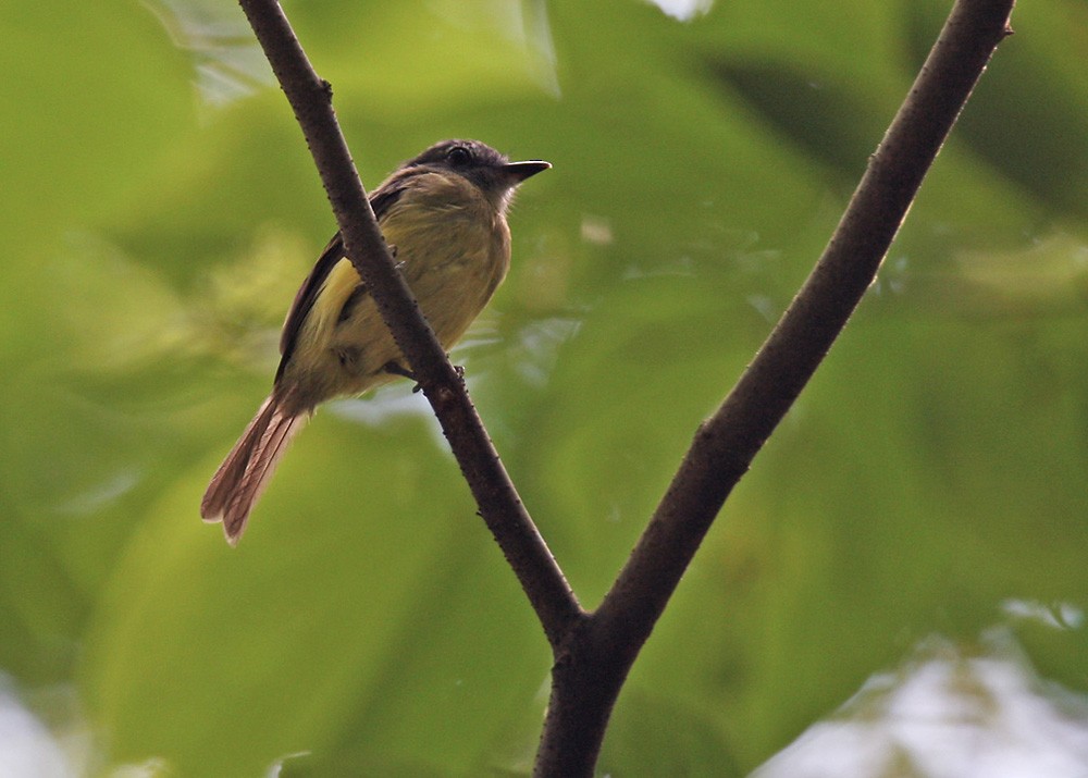 Western Olivaceous Flatbill - ML206038941