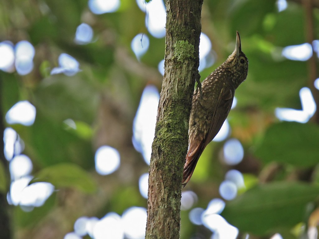 Olive-backed Woodcreeper - Lars Petersson | My World of Bird Photography