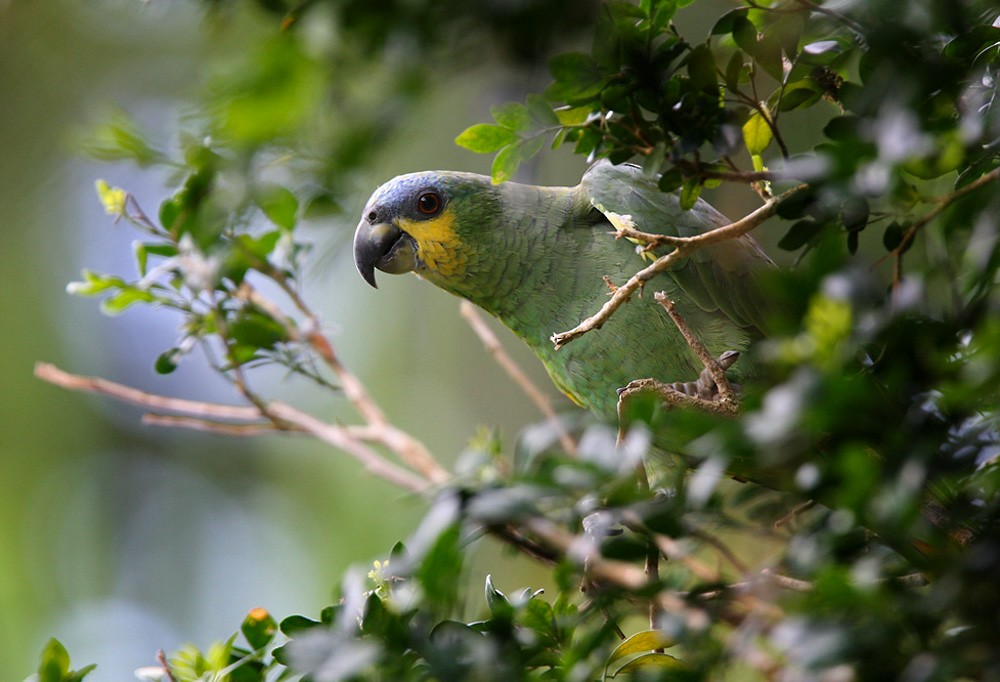 Orange-winged Parrot - Lars Petersson | My World of Bird Photography