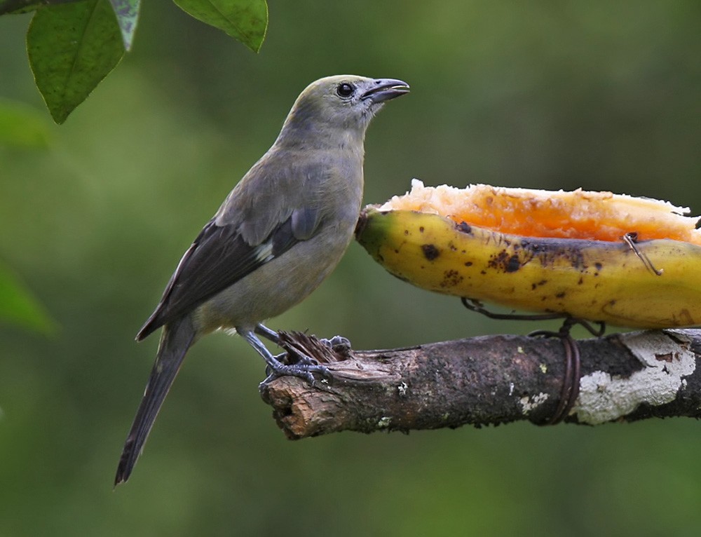 Palm Tanager - Lars Petersson | My World of Bird Photography