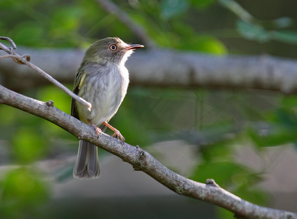 Pearly-vented Tody-Tyrant - Lars Petersson | My World of Bird Photography