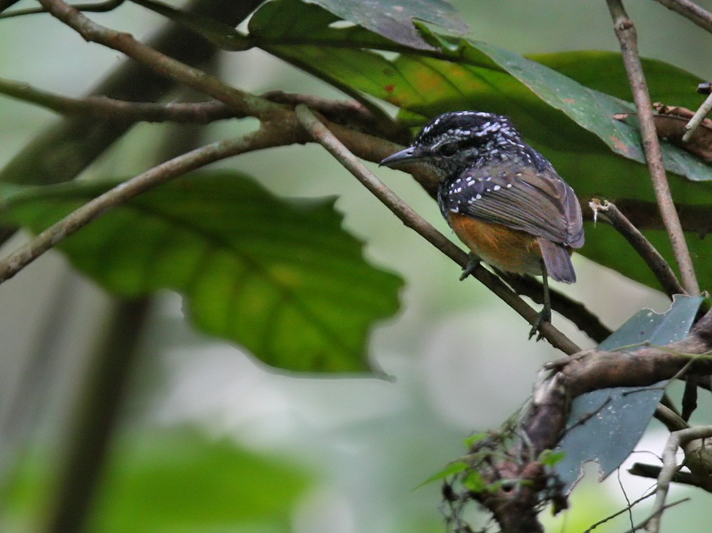 Peruvian Warbling-Antbird - Lars Petersson | My World of Bird Photography