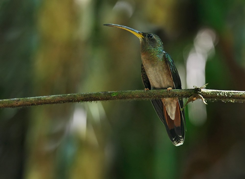 Rufous-breasted Hermit - ML206039191
