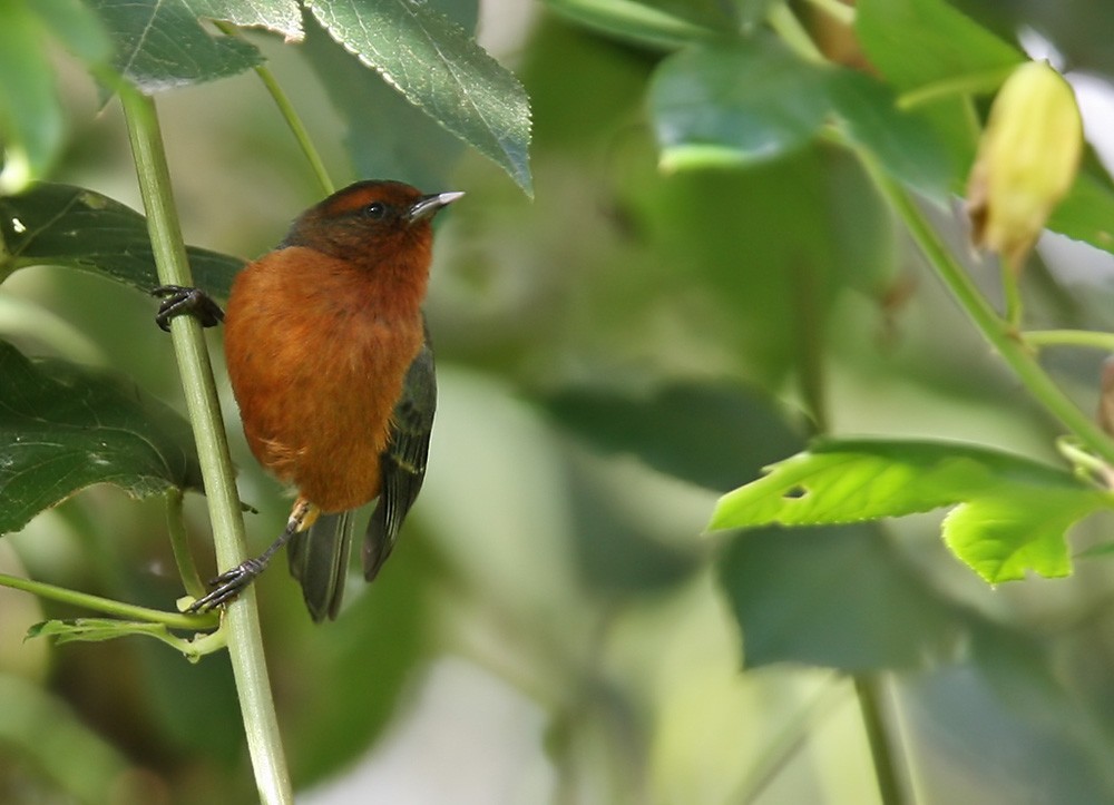 Rufous-browed Conebill - Lars Petersson | My World of Bird Photography