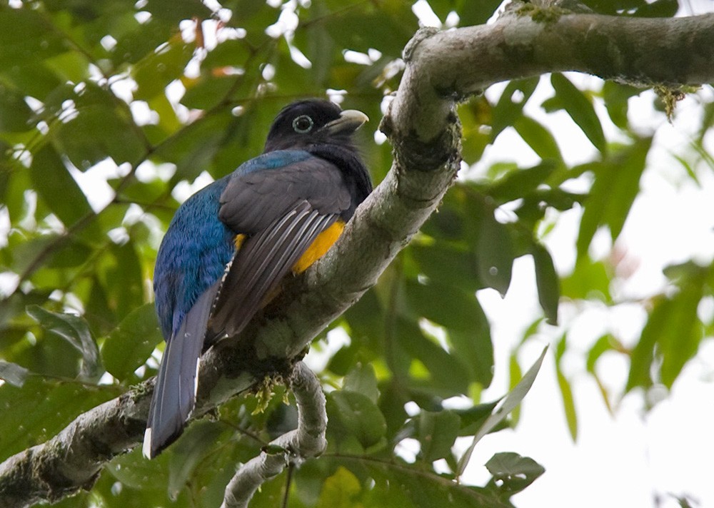 Green-backed Trogon - Lars Petersson | My World of Bird Photography