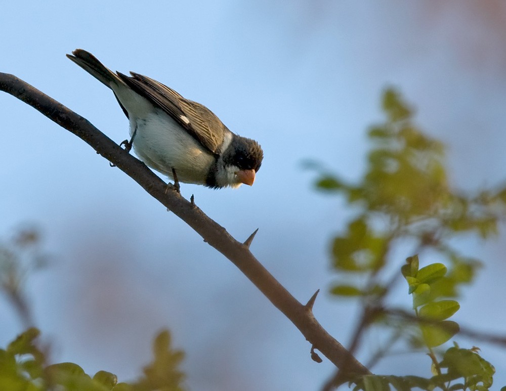 White-throated Seedeater - Lars Petersson | My World of Bird Photography