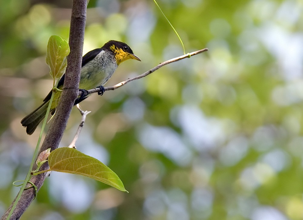 Yellow-backed Tanager - Lars Petersson | My World of Bird Photography