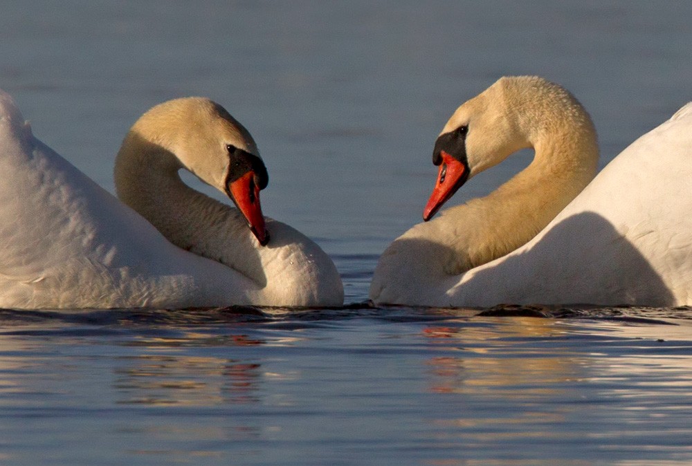 Mute Swan - Lars Petersson | My World of Bird Photography