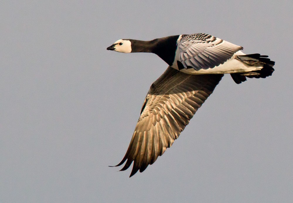 Barnacle Goose - Lars Petersson | My World of Bird Photography