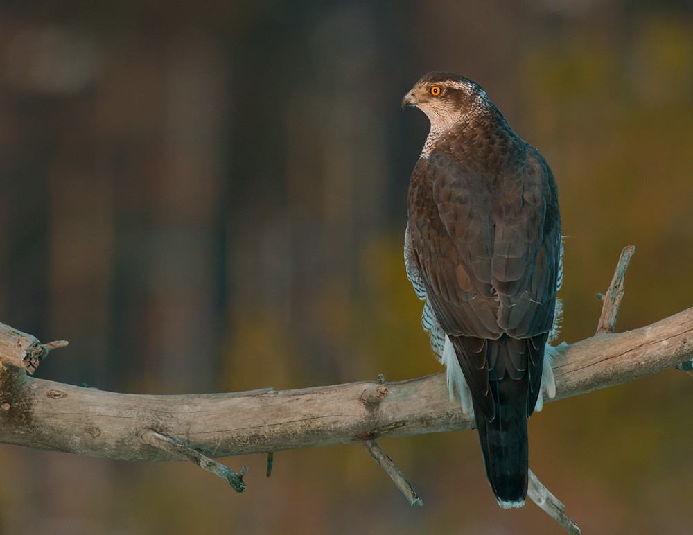 Eurasian Goshawk - Lars Petersson | My World of Bird Photography