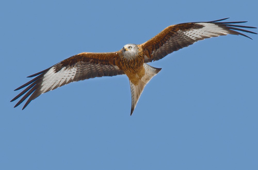 Red Kite (Red) - Lars Petersson | My World of Bird Photography