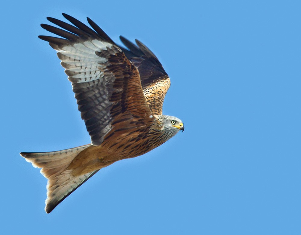 Red Kite - Lars Petersson | My World of Bird Photography