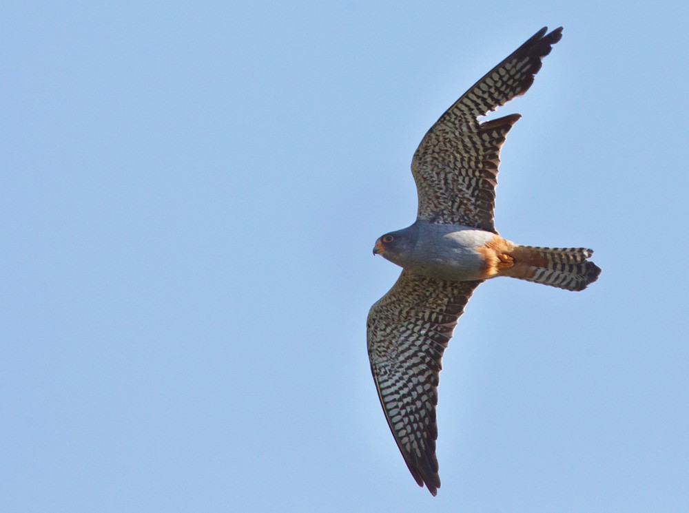 Red-footed Falcon - Lars Petersson | My World of Bird Photography