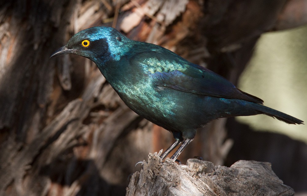 Cape Starling - Lars Petersson | My World of Bird Photography