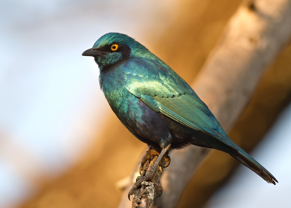 Greater Blue-eared Starling - ML206039671
