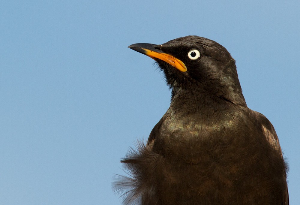 African Pied Starling - ML206039691