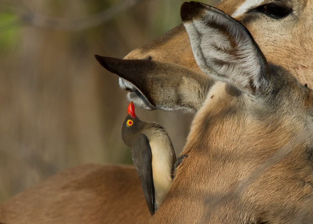 Red-billed Oxpecker - ML206039741