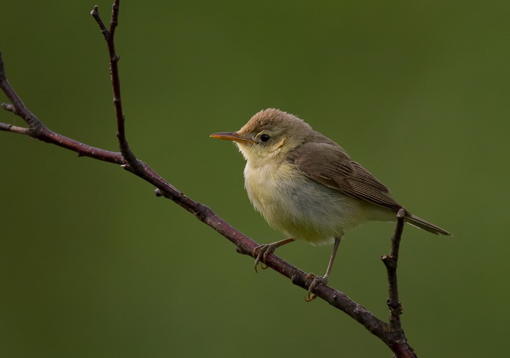 Melodious Warbler - Lars Petersson | My World of Bird Photography