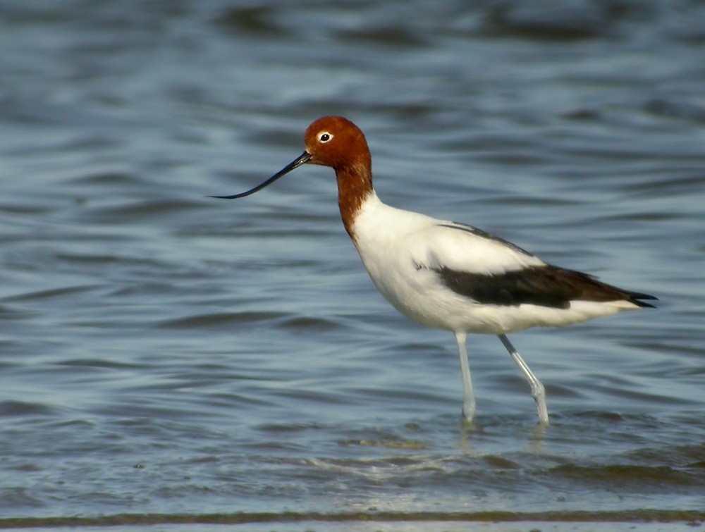 Red-necked Avocet - Lars Petersson | My World of Bird Photography