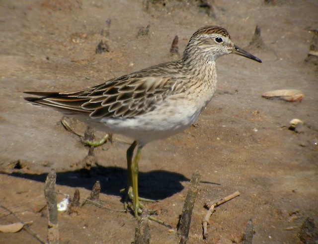 Definitive Basic Sharp-tailed Sandpiper. - Sharp-tailed Sandpiper - 