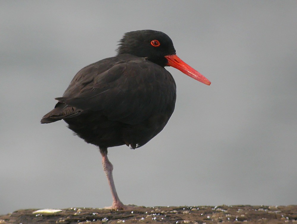 Sooty Oystercatcher - Lars Petersson | My World of Bird Photography